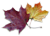 Feuilles